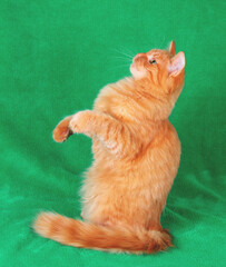 A portrait of a funny ginger longhaired cat begging indoors on a green blanket. The cat is standing on its hind legs