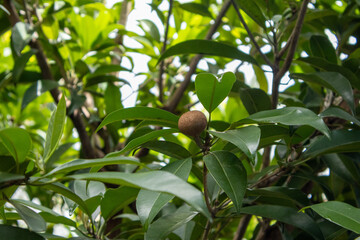 Single sapodilla (chikoo) fruit grows nestled among rich green leaves on a sapotta tree branch, symbolizing freshness, backyard gardening, and natural tropical produce