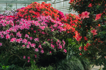 Bright pink Azalea Flowers in a Greenhouse