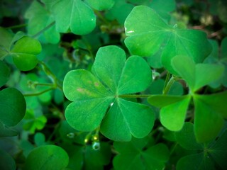 A close-up macro photograph reveals a collection of vibrant, verdant shamrocks, showcasing their intricate leaf details and natural beauty.