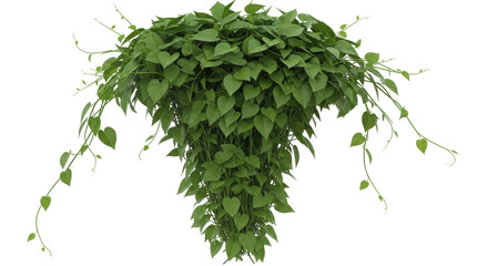 Isolated Pothos vine plant with heart-shaped leaves, decorative hanging foliage houseplant