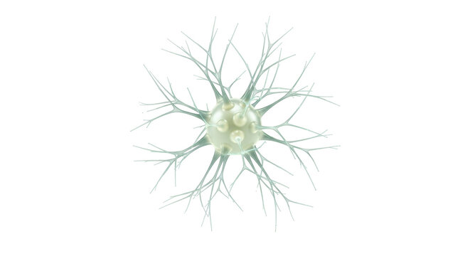 Isolated Neuron Cell Model, Medical Structure for Biology Experiment Study, Science and Research