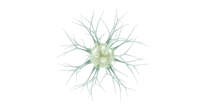 Isolated Neuron Cell Model, Medical Structure for Biology Experiment Study, Science and Research