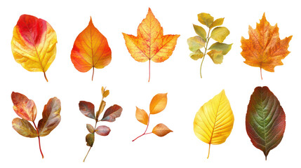 Obraz premium Collection of autumn leaves isolated on transparent background