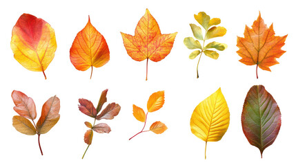 Collection of autumn leaves isolated on transparent background