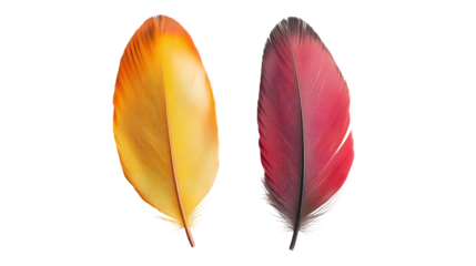 Brightly colored feather in Thanksgiving theme overhead side on transparent background