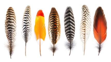 Collection of seven different bird feathers isolated on transparent background