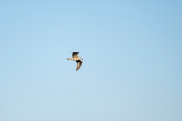 Seagull flying freely in a clear blue sky over Rota, Cádiz, Spain. Minimalist nature photo symbolizing freedom and serenity by the coast