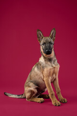 A wolfdog puppy lies down in a relaxed position against a red background. The body posture gives a sense of calm and security.