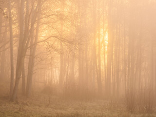 Mystical mist shrouds an enchanting forest in Sweden during early morning light