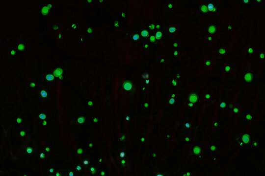 Bioluminescent plankton glowing green and blue underwater at night sea surface