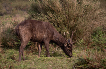 Sambar (Rusa unicolor)  in Horton Plains National Park Sri Lanka