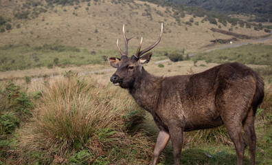 Sambar (Rusa unicolor)  in Horton Plains National Park Sri Lanka