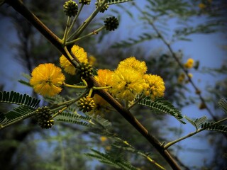 Close-up showcases the intricate details of a vibrant yellow flower, capturing its beauty and delicate nature.