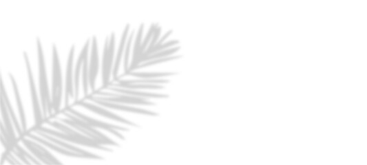 feather on white background