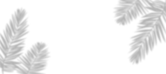 white feathers on black background