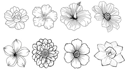set of flowers vector illustration botanical 