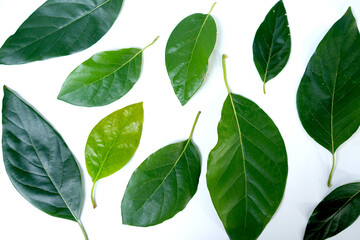 green leaves pattern isolated on white backgrround.