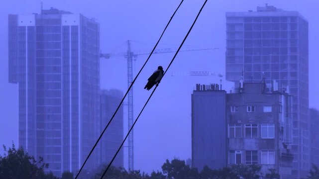 Alone crow perched on a power line with urban buildings and construction cranes in the background on a misty day, capturing a poignant and desolate moment in the city's wildlife