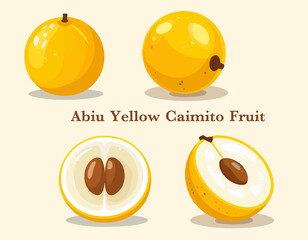 Fototapeta premium Tropical Abiu Yellow Caimito Fruit Botanical Vector Art Nutrition Superfood Vegan Juicy Sweet Fresh Healthy Food
