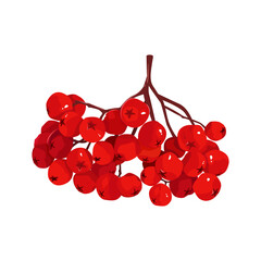 Rowan berries. Red berries. Autumn forest, fruits of trees on a isolated background. For decoration of children's room, wallpaper, paper, card. Vector illustration