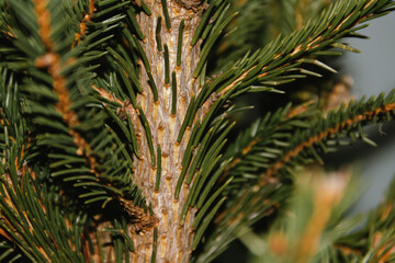 Beautiful Christmas defocused blurred background with Christmas tree lights in the evening. Festive New Year's mood, flash photography, retro modern style