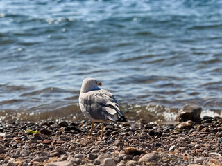 seagull on the beach, seagull standing on rocky shore by the sea during daylight, looking at the waves. Perfect for concepts of wildlife, freedom, and coastal nature. Ideal for blogs, posters, 