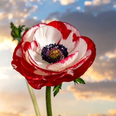 Red and white flower with a colorful background