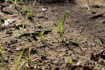 Backlit close-up of resilient new grass sprouts with sparkling dew drops, a powerful concept of hope, new beginnings, and survival.