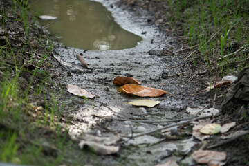 A low-angle shot of a muddy path with a small puddle and fallen leaves, creating a peaceful and serene natural trail scene.