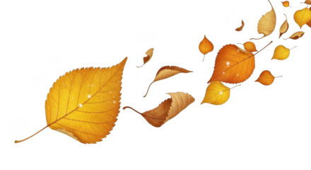Autumn leaves falling and swirling isolated on transparent background