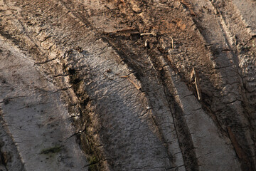 An extreme macro texture of a weathered, cracked old log, with dramatic side lighting highlighting the grain and crevices