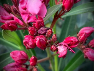 A vibrant red hibiscus bud on a blurred background, Red poppy is symbol of remembrance. World War remembrance day.