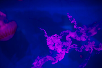 Pink Pacific Sea Nettles illuminated in vibrant light for artistic ocean and marine life concept