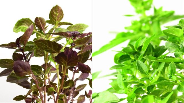 basil dark opal and piccolino on a turn table on a split screen