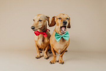 Two Dachshunds in mint green and red bow ties with tilted head for curiosity, attitude or pet style...