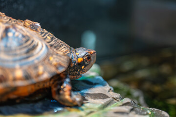 キボシイシガメ