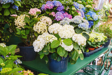Hydrangea macrophylla potted flowers in multiple colors for garden center and outdoor decoration concept