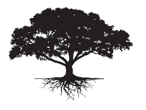 Intricate Tree With Exposed Knot Roots 2D Vector Line Art Design