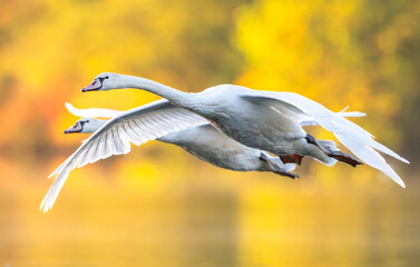 A close up of a pair of juvenile mute swan cygnets in flight close to each other with wings out and bright yellow background.  © Cami Johnson