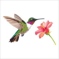 Obraz premium hummingbird and flower