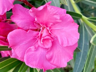 pink oleander blossom in full bloom, radiating beauty, and intricate details of nature. A close-up shot captures the petals with freshness