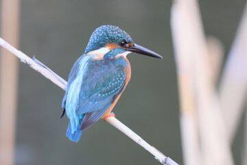 Common Kingfisher Perched on a Branch Near the Water