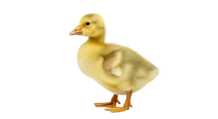 Isolated Yellow Baby Goose, Small Bird, Animal Poultry, Fluffy Cute Gooselet, Young Duckling