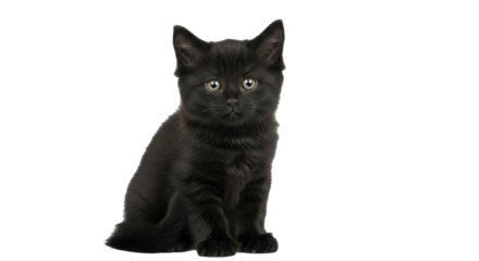 Isolated black kitten sitting and looking at the camera, a cute small feline pet, no background