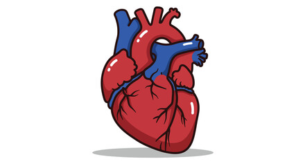 Anatomical Illustration of a Human Heart