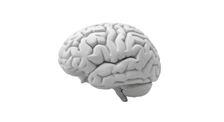 Isolated monochrome brain, medical research concept, cognitive function, neuroscience study