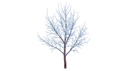 Isolated bare tree branch against a neutral backdrop, leafless twigs covered in frost