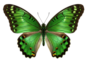 Isolated Green butterfly with patterns on wings, top-down view, with no background, symmetrical