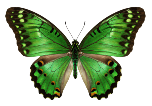 Isolated Green butterfly with patterns on wings, top-down view, with no background, symmetrical